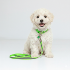 퍼플펫 반려동물 초경량 목줄 + 리드줄 세트, 라임색(반사), 1개