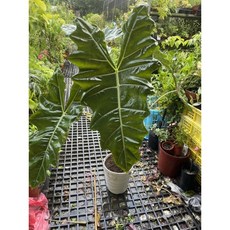 霏霏園藝 白騎士觀音蓮 一尺寸盆栽 觀賞植物盆栽 居家綠植盆栽, 1個