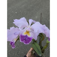 嘉德麗雅蘭 cattleya gaskelliana coerulea 近成株/都一定開藍色/別直曬太陽/實生2.5吋成株, 1個