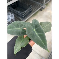 霏霏園藝 絨葉植物 3吋盆, 1個