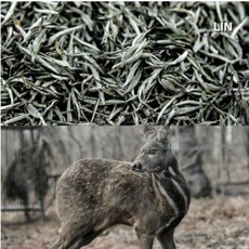 카르마카멧 Karmakamet 퍼퓸백 드레스룸 샤쉐 차량방향제 실내 20g 방향제, S. 린화이트 머스크 실버 니들 향수 50g