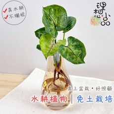 理想小品 綠色合果芋 水耕盆栽, 1個, 綠色, 小水滴-琥珀色
