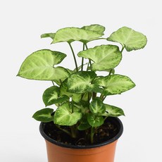 싱고니움 모종(소형), 싱고니움(소형)