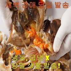국내산 활 암꽃게 100% 알베기 생물 암꽃게 산지 직발송, 1개, 활 암꽃게 1kg (중소 4-6미)