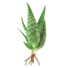 알로에 사포나리아 모종 중 사이즈 공기정화 취미 모종 플랜테리어 반려식물, 1개, 사포나리아(중)