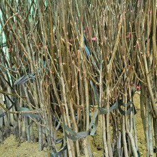 [경북농원] 실생/접목 호두나무묘목 신령호두, 호두나무, 1개, 신령호두 실생묘 중묘