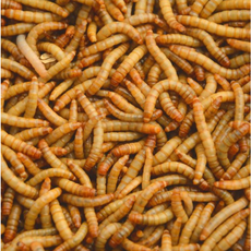 밀웜박사 국내산 살아있는 생밀웜 슈퍼밀웜, 240개, 2. 밀웜 사이즈 소