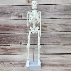 전신 골격 모형 인체 해골 뼈 모형 해부학 관절 가동형 구조 스탠드, 1세트, 화이트(45cm)