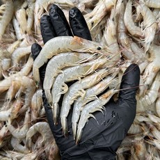 국내산 자연산 중하 새우 급냉 새우튀김 새우장 김장재료, 1개, 2kg 160-200미내외