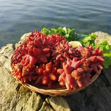 통영 활 멍게 1kg 깐멍게 돌멍게 활멍게무침, 없음, 상세설명 참조