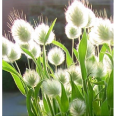 개화기간 석달 이상 오래가는 꽃 씨앗 60종 선택구매 (1/2), 1개, 19. 버니테일 30립