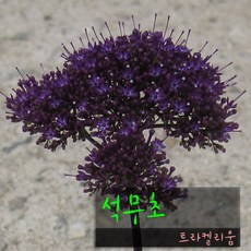 [허브여울] 석무초 (석모초 향이좋은 트라켈리움) 지름 10cm 소품화분 (좋은흙만사용), 1개, 석무초소품