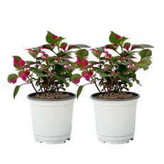 1+1 룬데리파티타임 평일특가, 1개