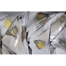 (Mixed butterflies) 동남아 믹스 나비 곤충표본, 10마리, 1개