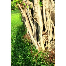 UMIN 三級層壓土耳其弓 無名製弓 土耳其弓 層壓弓 反曲弓 明弓 傳統弓 古典弓, 1個, 15磅