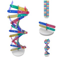 DNA 입체 모형 만들기 이중나선 회전 DNA구조 (1인용) 생명과학탐구 과학교구