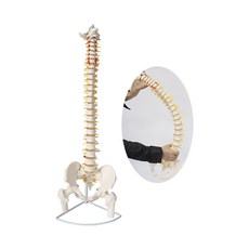척추 모형 85cm 두개골 요추 허리 병원 해골 학교 골반, 1. A타입