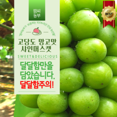 고당도 가정용 망고맛 샤인머스캣 2kg 4kg (2~6송이) 산지직송, 1박스, 망고맛 샤인머스캣 4kg (3~4송이)