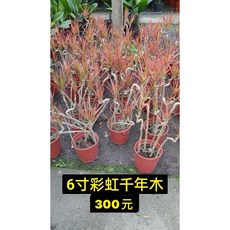 霏霏園藝 彩虹千年木 吋高度60-70公分以上 色彩鮮明 易於照料 美化居家環境