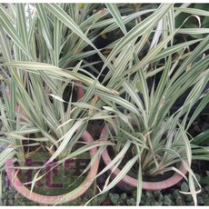 花花世界 斑葉水蠟燭 特殊葉色寬葉香蒲 6-7吋盆水生植物, 1個