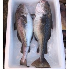 거제도 외포 생대구 1마리 수컷대구 암컷대구, 손질대구, 60~70cm(중), 수컷대구(곤이), 1개, 1미