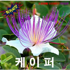 (나무씨앗) 케이퍼 (Caper) 5립 꽃몽우리를 말려 식용, 1개, 상세페이지 참조