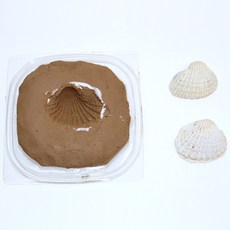 사이언쌤 찰흙조개화석만들기 석고 1인용, 6세트