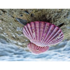 [나이스씨푸드] 25년 햇 홍가리비 25미 내외 통영 제철 해산물, 1개, 1kg