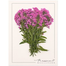 프레스코21 압화 줄기 알리슘줄기 진분홍 20p 착색