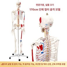실습 뼈 교구 과학실 해부학모형 교육용 근육 인체모형 척추 전신 골격 해골모형, 9. 170cm 컬러 근육 + 인대