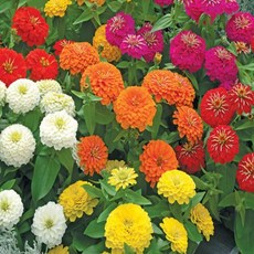 백일홍 씨앗 4만립 50g 혼합색 야생화씨앗 종자 꽃씨몰 100일개화, 1개