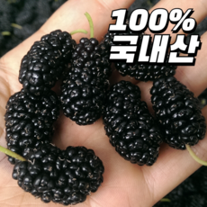 [특품엄선] 25년 국산 햇 오디, 1개, 1kg (특품)