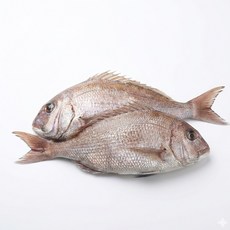 국내산 자연산 반건조 참돔 30cm 내외, 2개, 500g