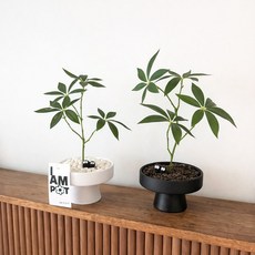 하이오브제 생화같은 파키라 나무 조화 화분, 1개, 매트팟 파키라 (화이트)