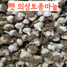 2025년 국내산 국산 햇 토종의성마늘 육쪽 통마늘 한지형 김장용, 1개, 소 3kg