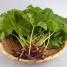 향긋한 봄나물 국내산 머위 새순 600g, 1개