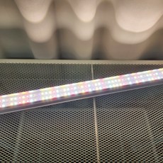 식물전파사 꿀빠 60cm 단독상품, 2개, 주백색