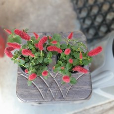 여우꼬리풀 꼬리풀 야생화 키우기쉬운식물 1+1, 2개