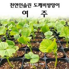 [모종심는아빠] 천연인슐린 도깨비방망이 여주 모종(컵포트), 3개