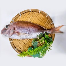 제수용생선 반건조 국산참돔 자연산참돔 도미 제수용참돔 반건조참돔, 1개, 35cm