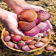 금메달농수산 자체선별 정품 통영 홍가리비, 1개, 3kg