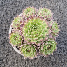 봄의정원 왕관 바위솔, 1개