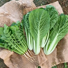 [갓따옴] 김치 황금비율 세트 (어린열무 2kg + 얼갈이 1kg) 산지직송, 1개, 어린열무2kg+얼갈이1kg