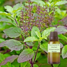 神聖羅勒純精油Holy Basil Pure Essential Oil Ocimum sanctum Rwanda, 1個, 30ml