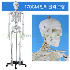교육용해골모형 골격 해부학 신체 뼈다귀 해골모형 교구 실습 인체모형 뼈모형, b. 골격 유신경타입