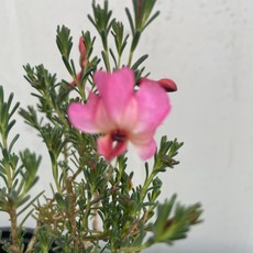 [다온야생화] W6494 초연초 (핑크) (10cm) [랜덤], 1개, -