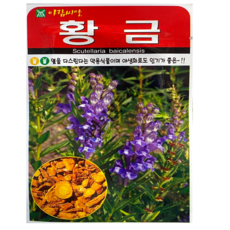 약초 황금씨앗 500립 재래종 산나물 약용식물 황금 야생화, 1개