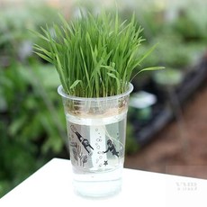 실내채소키우기 한컵 새싹키우기, 유채