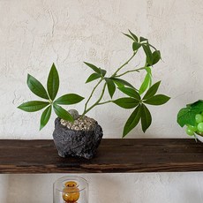 화산석 파키라 조화 나무 화분, 1개, 화분세트