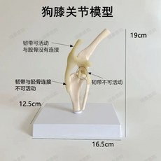 강아지 고 뼈 모형 개 슬개골 동물 무릎 비교 해부학 교육용, A. 송곳니 무릎 관절, 1개